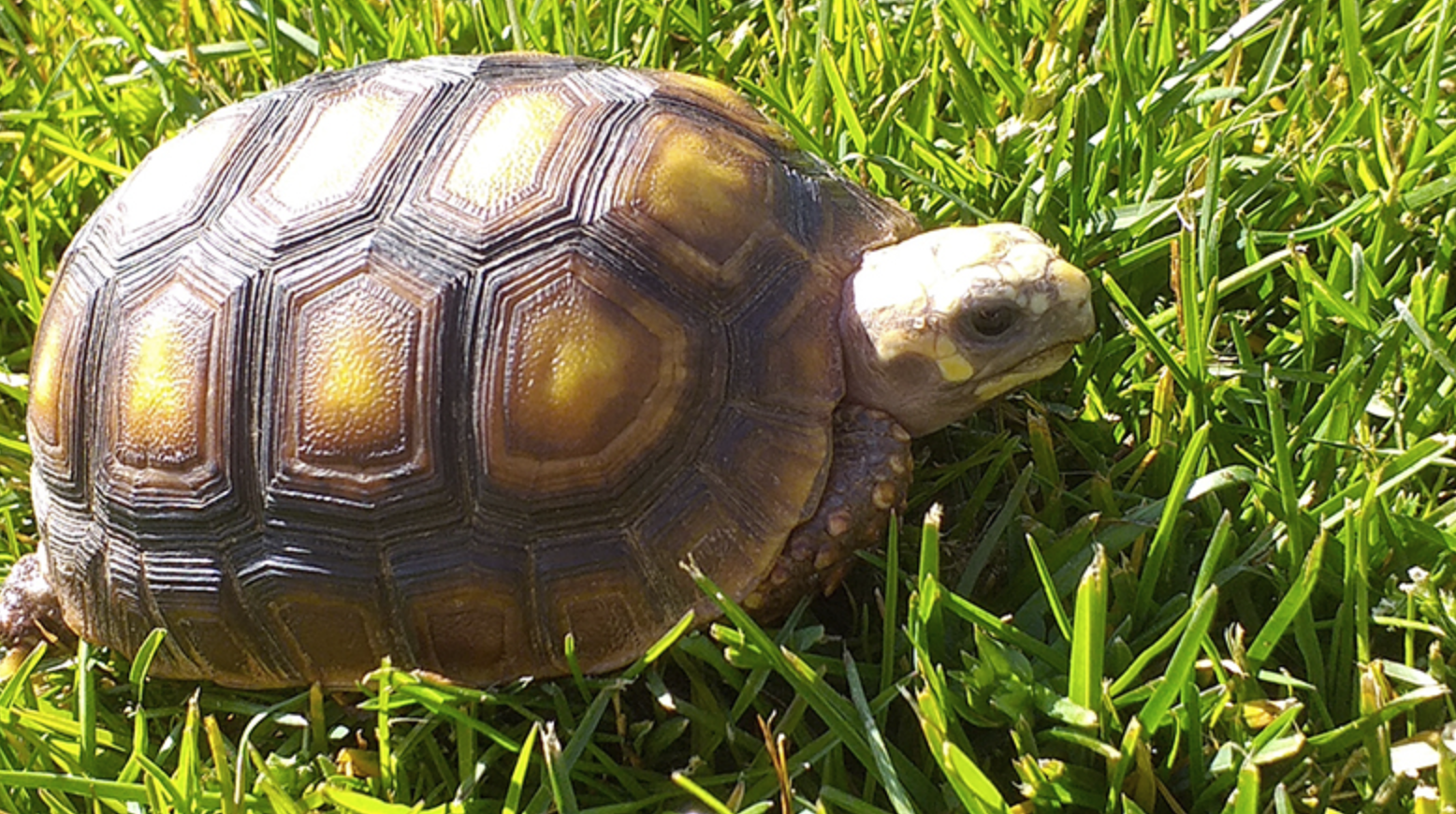 tortoise eating vegetation